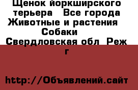 Щенок йоркширского терьера - Все города Животные и растения » Собаки   . Свердловская обл.,Реж г.